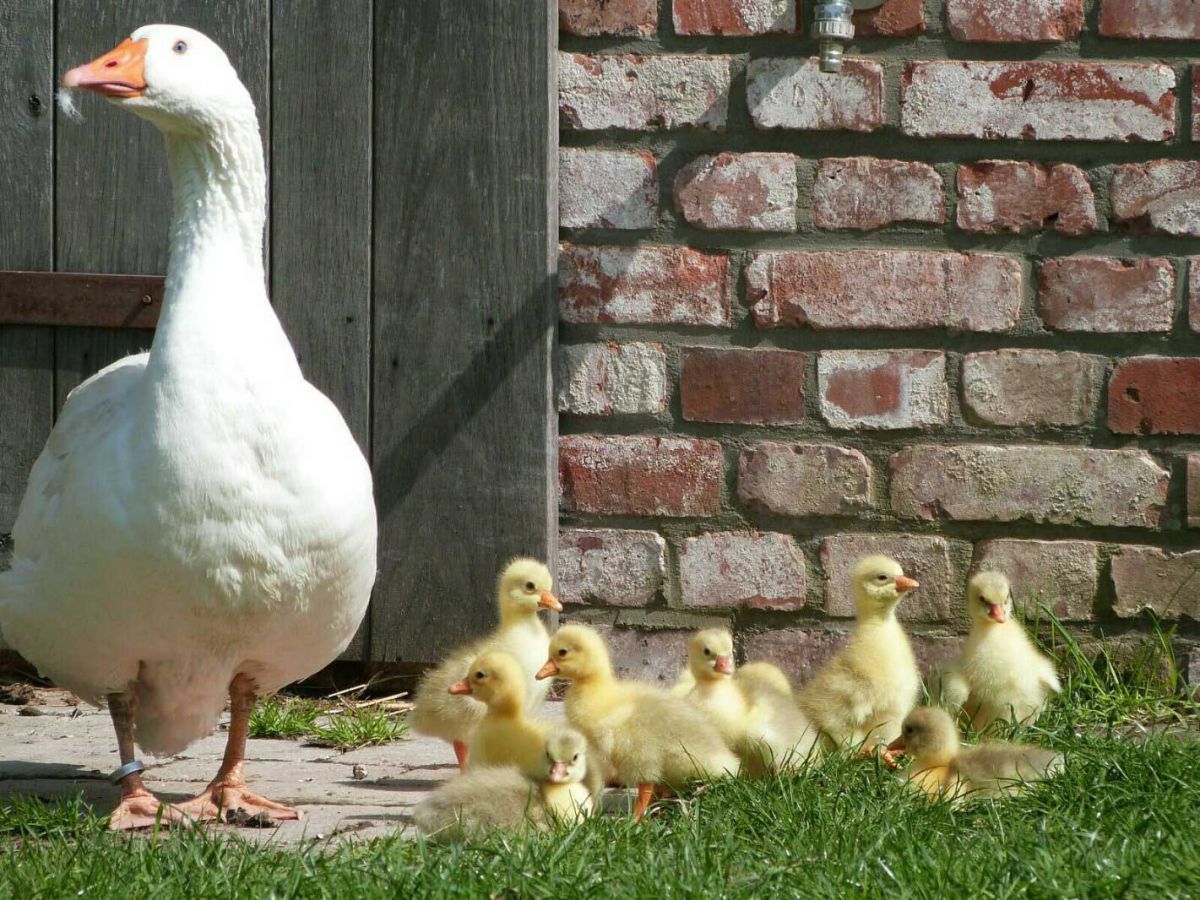 Hühner und Gänse Privatgarten Wagenhuber Versmold Hühner und Gänse Privatgarten Wagenhuber Versmold